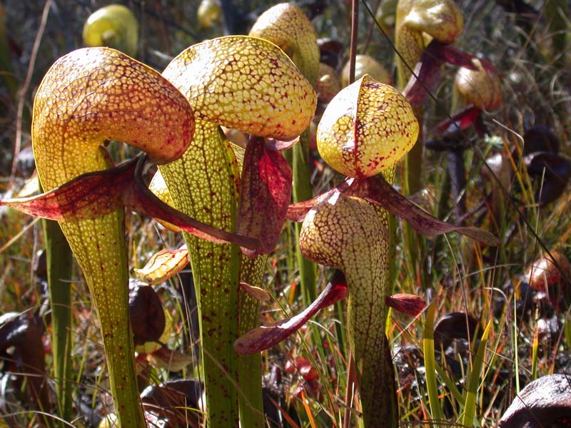 Cobra Lily