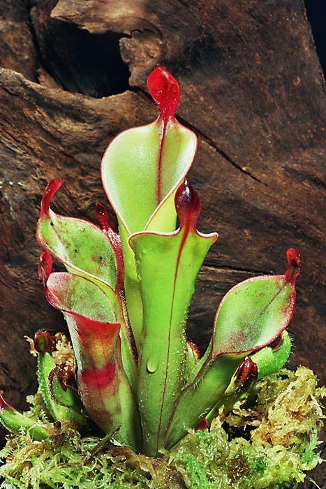 Sun Pitcher Plant