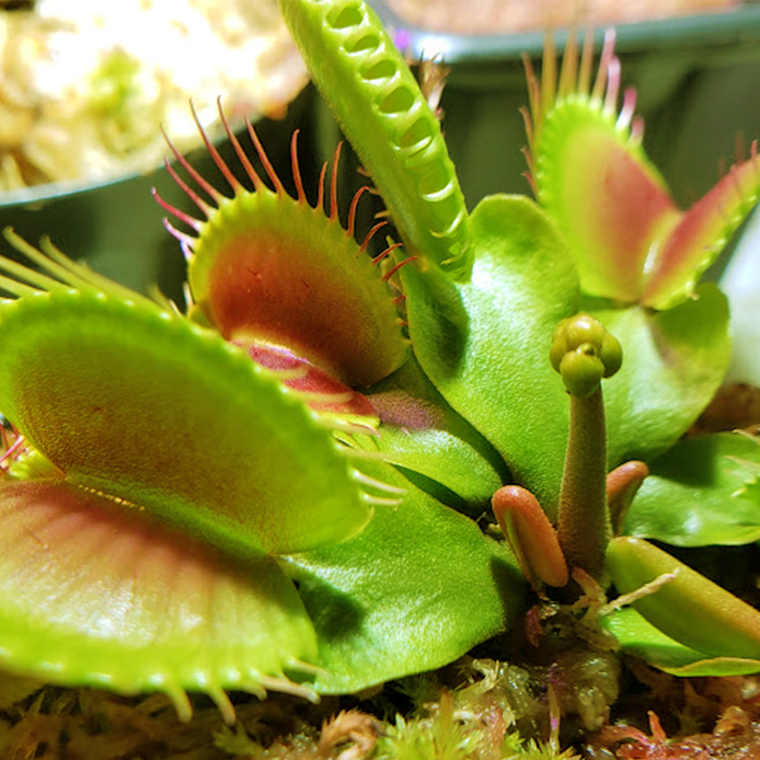 Venus Flytrap